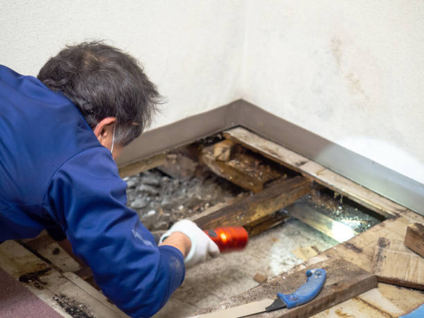 Best Insurance-Related Mold Remediation in Salineville, OH