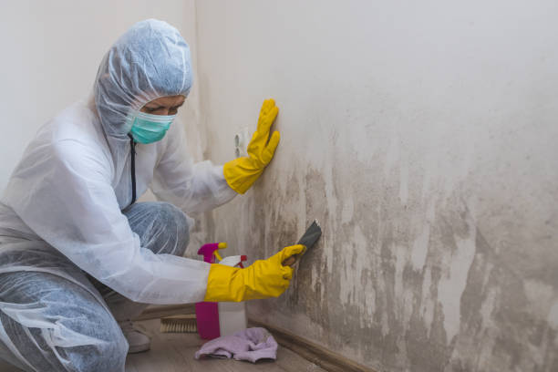 Best Post-Remediation Services in Salineville, OH