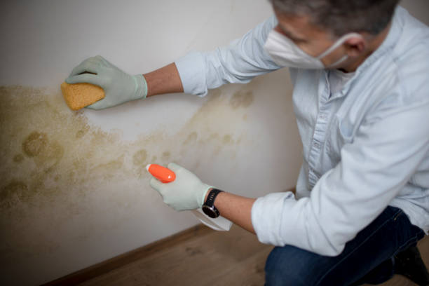 Best Residential Mold Remediation in Salineville, OH