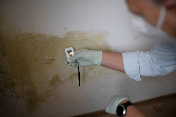 Best Mold Remediation for Specific Building Types in Salineville, OH