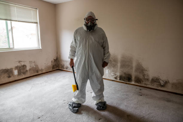 Best Industrial Mold Remediation in Salineville, OH