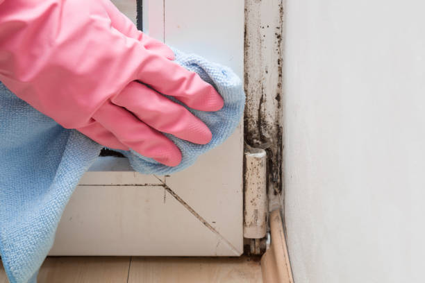 Best DIY Mold Remediation Support Services in Salineville, OH